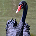 DSC_0370bab Black Swan