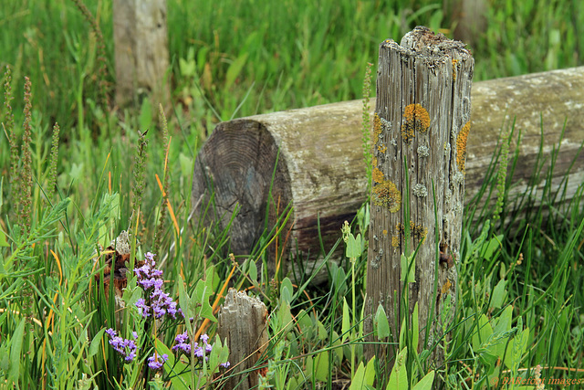 Salt marsh vegetation