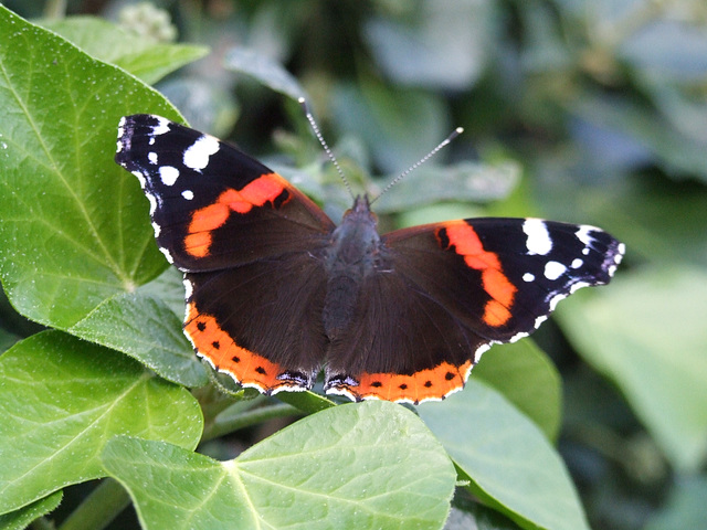 2006 DSCF1255 Red Admiral