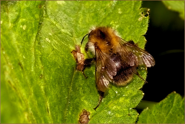 Hummel auf Blatt (3)