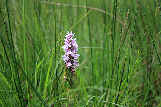 Heath spotted orchid