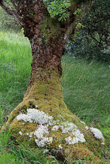 Ancient oak with various mosses