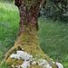 Ancient oak with various mosses
