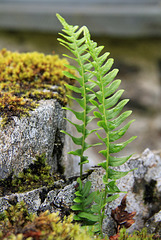 Ferns growing on drystone wall