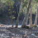 River Red Gums, Parachilna Gorge