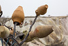 20140303 0282VRAw [TR] Kappadokien,Tongefässe-