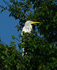 Roosting Great Egret