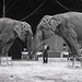 Sampion et ses éléphants