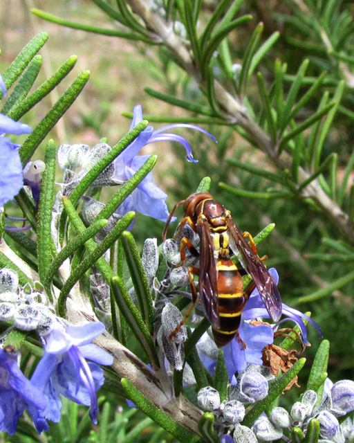 Wasp on Rosemary