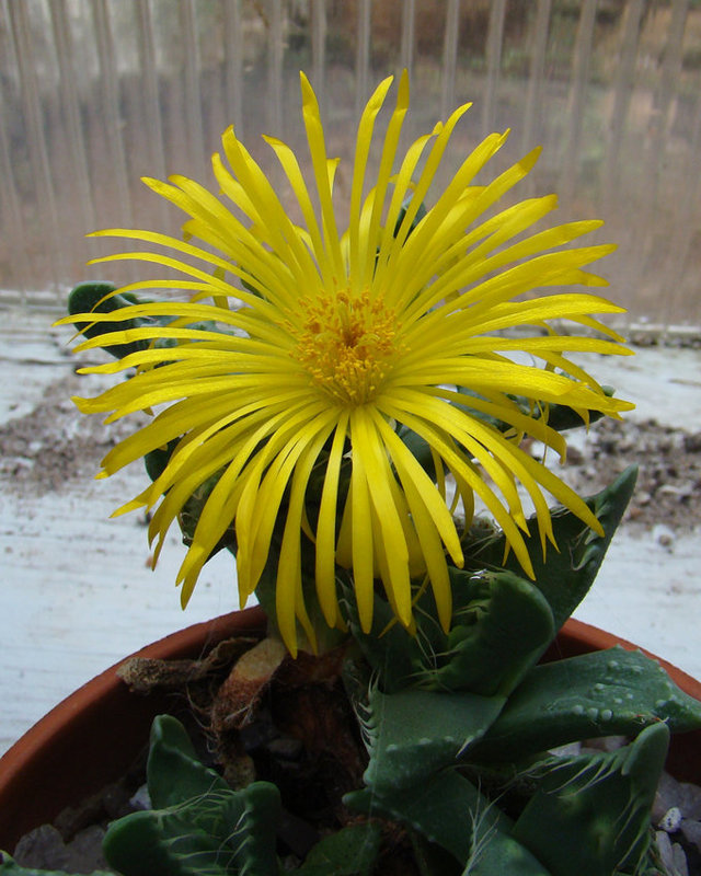 Faucaria tuberculosa flower 2