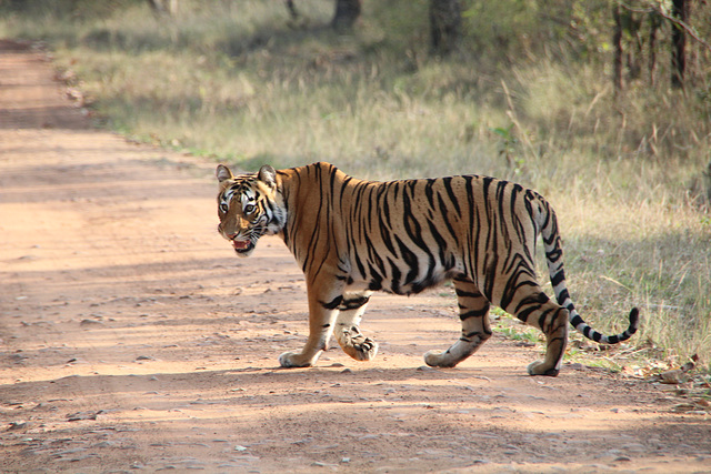 Tiger on the the prowl