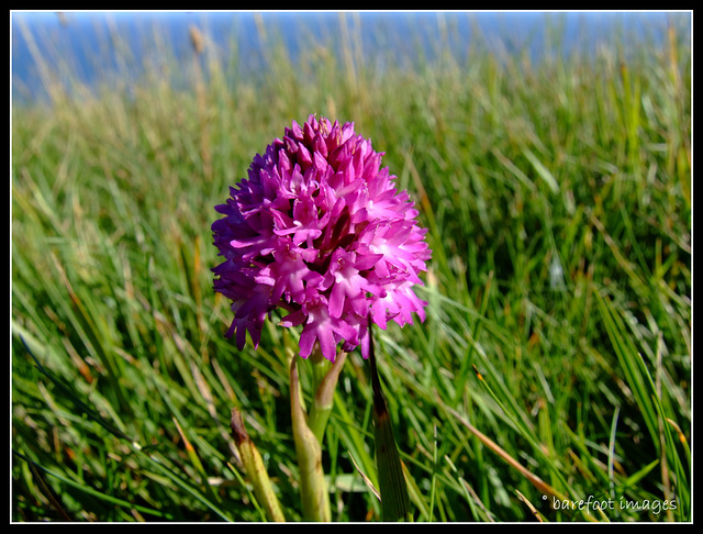 Anacamptis pyramidalis