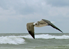 Gull in Flight