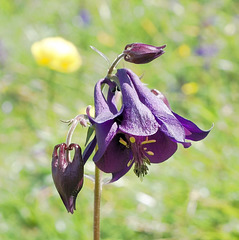 Akeleien (Aquilegia)