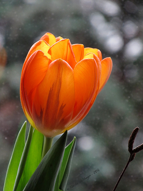 Leuchtende Tulpe