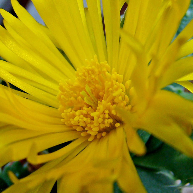 Faucaria tuberculosa flower macro