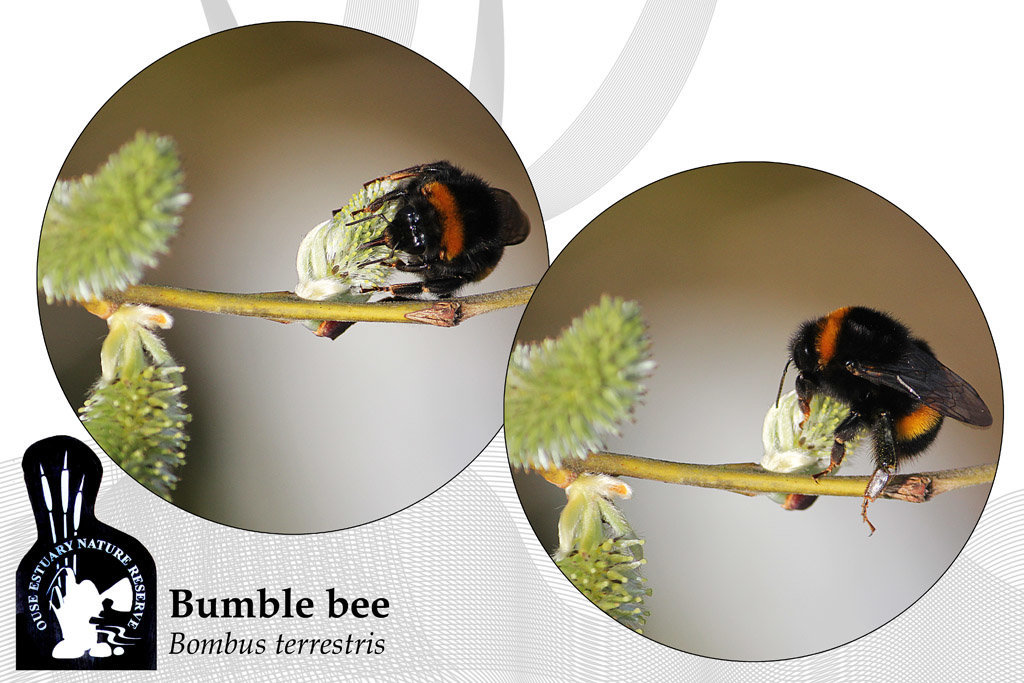 Bumble bee Bombus terrestris - Ouse Estuary Nature Reserve - 12.3.2014