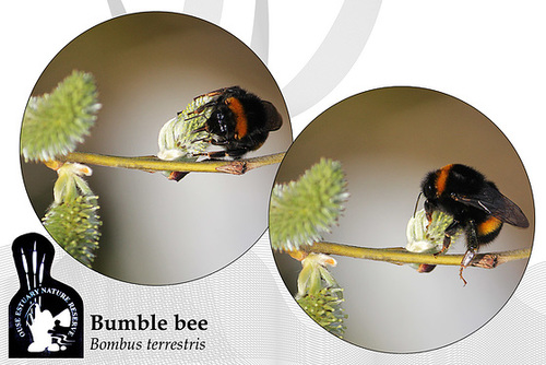 Bumble bee Bombus terrestris - Ouse Estuary Nature Reserve - 12.3.2014