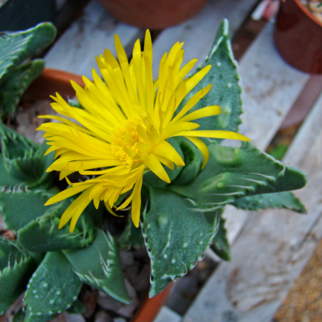 Faucaria tuberculosa flower