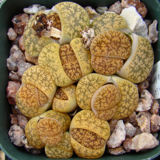 Lithops leslieii v hornii aka Living Stones