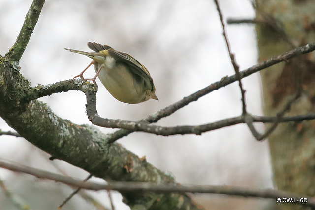 Falling off his perch? Imminent departure!