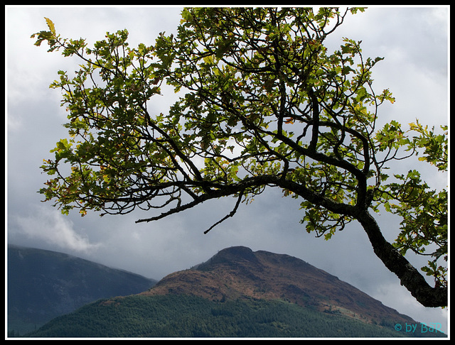 Bassenthwaite Lake III