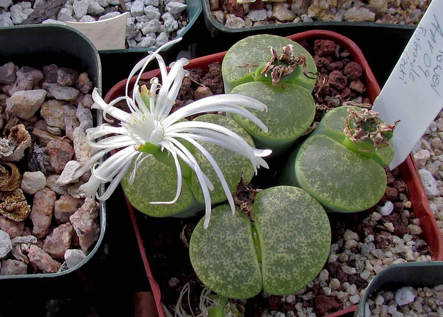 Lithops Flower