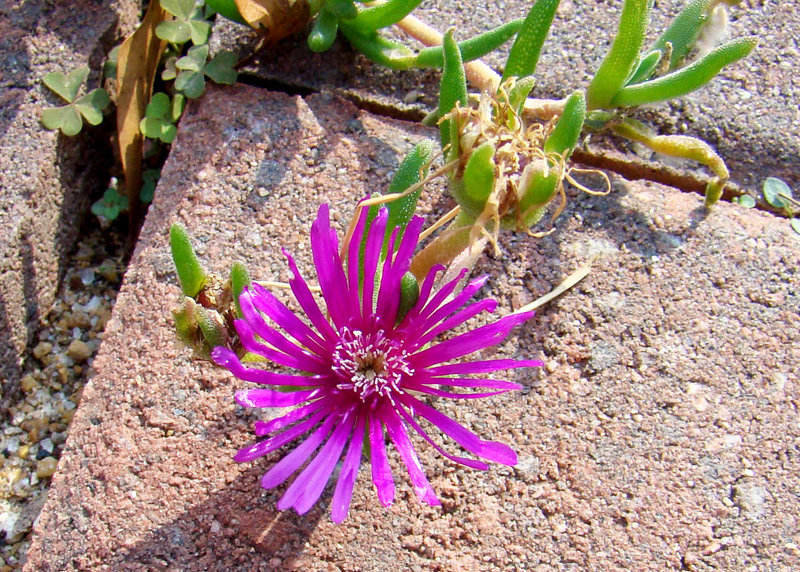 Ice Plant