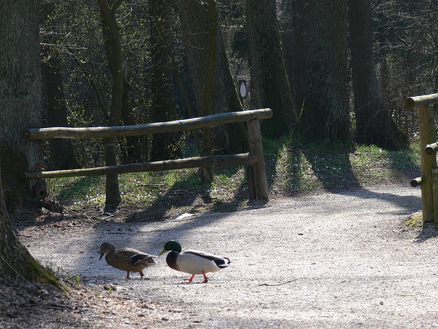 Morgenspaziergang