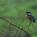 20090708-P1250854 Common kingfisher