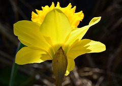 Daff