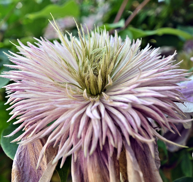 ipernity: Clematis 'Josephine' - by Roger Dodger