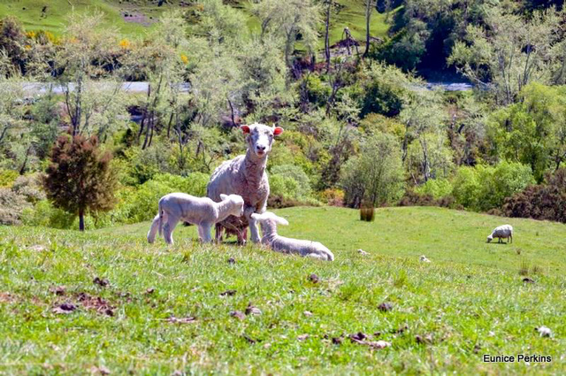 Ewe and lambs