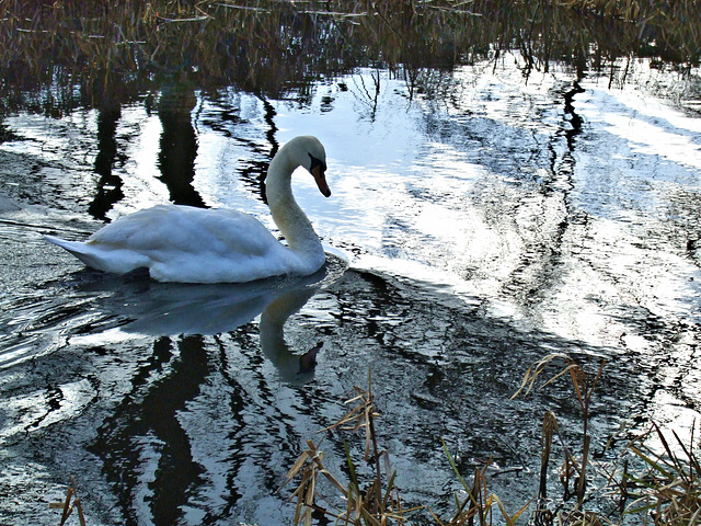 February lighting on the canal