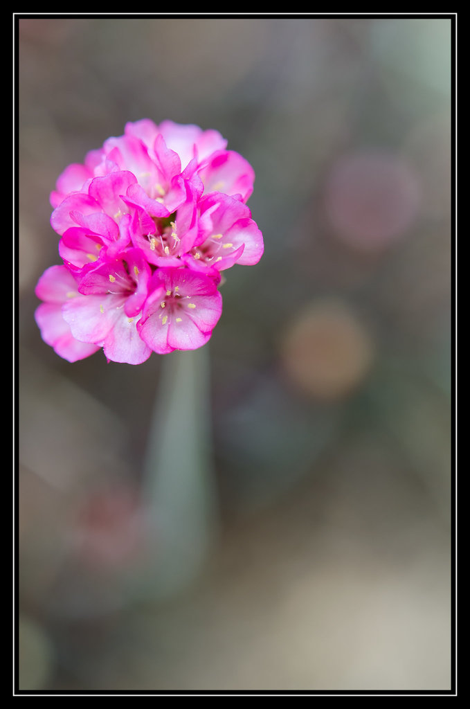 Armeria maritima 0018