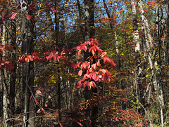 Fall Leaves