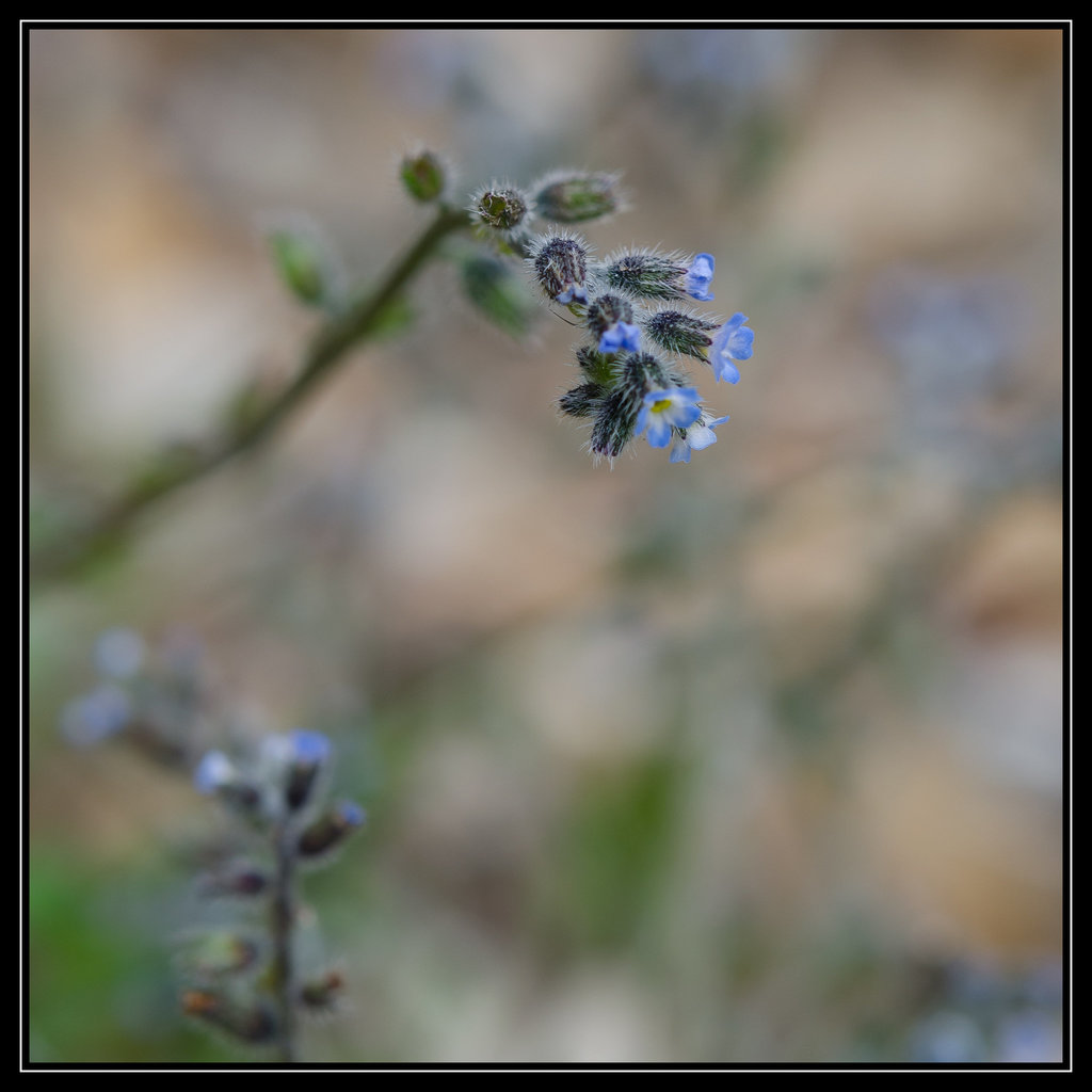 Fleur sauvage 0020