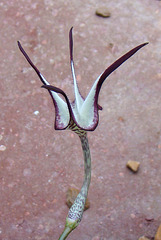 Ceropegia stapliformis atypical flower - side view