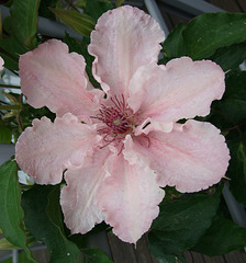 Clematis 'Pink Fantasy' fully open