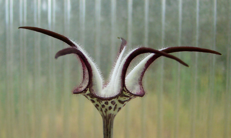 Ceropegia stapiliformis