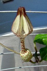 Ceropegia albisepta