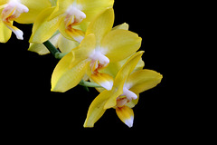 Phalaenopsis Sogo Golden Fangtastic