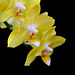 Phalaenopsis Sogo Golden Fangtastic