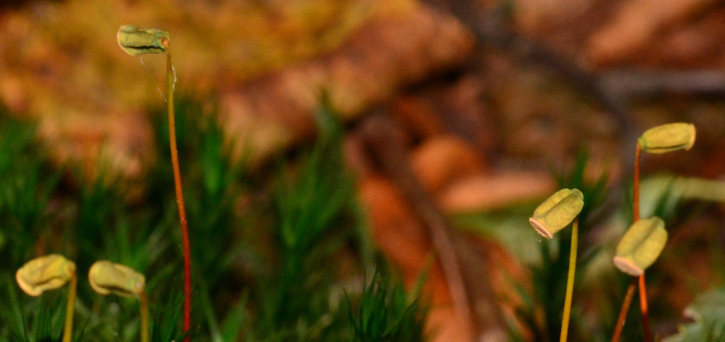 Moss