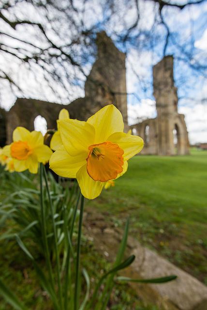 Glastonbury Abbey - 20140322