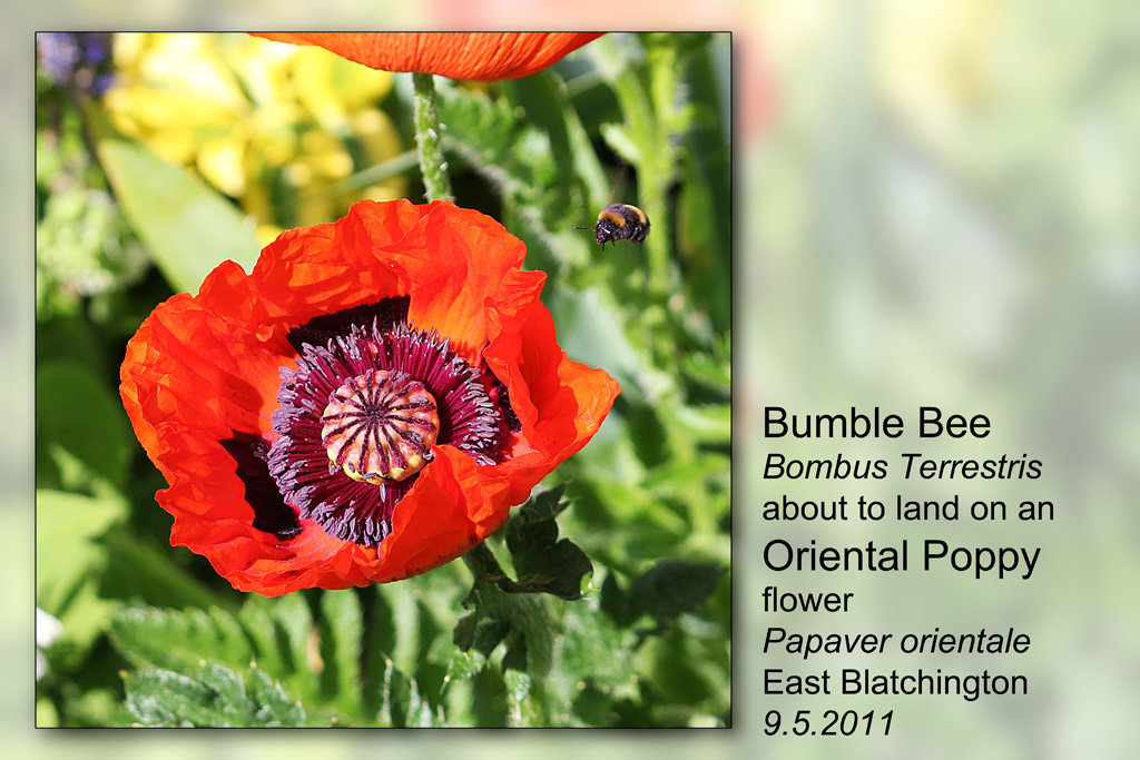 Bee landing on Poppy - East Blatchington - 9.5.2011