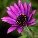 Osteospermum