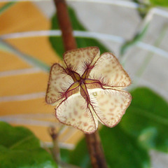 Ceropegia albisepta