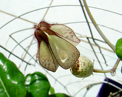 Ceropegia albisepta