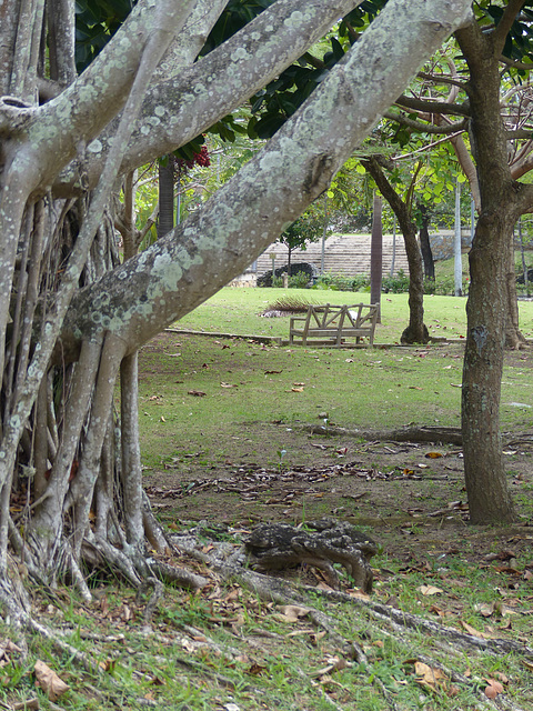 Parque Luis Muñoz Rivera (3) - 7 March 2014